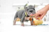 Puppy, a female French Bulldog for sale in Cumming, GA – Photo 4 of 5