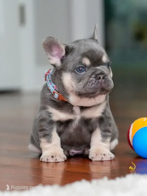 Male Lilac Tan DOB 04.10.2026 | French bulldog puppy – French Bulldog puppy for sale in Cumming, GA
