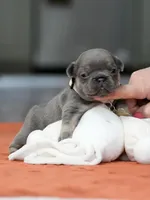 Female Blue Tan, a female French Bulldog for sale in Cumming, GA – Photo 4 of 9