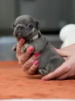 Female Blue Tan, a female French Bulldog for sale in Cumming, GA – Photo 8 of 9