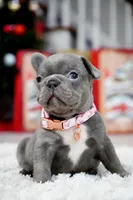 Puppy, a female French Bulldog for sale in Cumming, GA – Photo 7 of 10