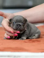 Female Blue Tan, a female French Bulldog for sale in Cumming, GA – Photo 1 of 9