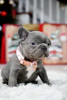 Puppy, a female French Bulldog for sale in Cumming, GA – Photo 5 of 10