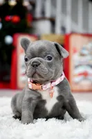 Puppy, a female French Bulldog for sale in Cumming, GA – Photo 6 of 10