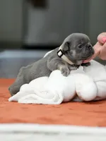 Female Blue Tan, a female French Bulldog for sale in Cumming, GA – Photo 9 of 9