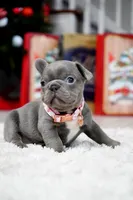 Puppy, a female French Bulldog for sale in Cumming, GA – Photo 4 of 10