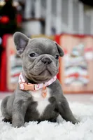 Puppy, a female French Bulldog for sale in Cumming, GA – Photo 8 of 10