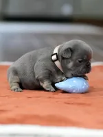 Female Blue Tan, a female French Bulldog for sale in Cumming, GA – Photo 2 of 9