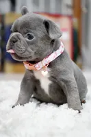 Puppy, a female French Bulldog for sale in Cumming, GA – Photo 1 of 10