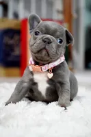 Puppy, a female French Bulldog for sale in Cumming, GA – Photo 3 of 10