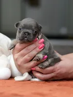 Female Blue Tan, a female French Bulldog for sale in Cumming, GA – Photo 7 of 9