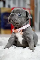 Puppy, a female French Bulldog for sale in Cumming, GA – Photo 2 of 10