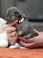 Female Blue Tan, a female French Bulldog for sale in Cumming, GA – Photo 3 of 9