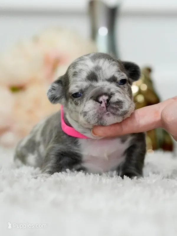 Female Lilac Merle DOB 04.27.2026 | French bulldog puppy – French Bulldog puppy for sale in Cumming, GA