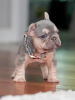 Female Lilac Tan DOB 04.10.2026 | French bulldog puppy, a female French Bulldog for sale in Cumming, GA – 3 of 10