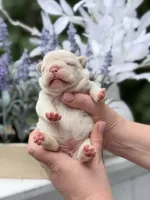 Female Cream DOB 04.27.2026 | French bulldog puppy, a female French Bulldog for sale in Cumming, GA – 3 of 7