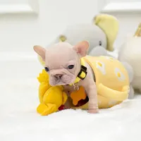 Puppy, a female French Bulldog for sale in Cumming, GA – Photo 2 of 8