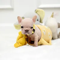 Puppy, a female French Bulldog for sale in Cumming, GA – Photo 7 of 8