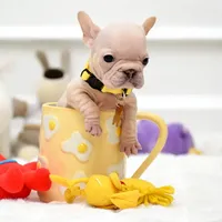 Puppy, a female French Bulldog for sale in Cumming, GA – Photo 1 of 8