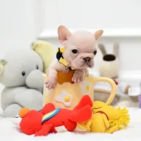 Puppy, a female French Bulldog for sale in Cumming, GA – Photo 6 of 8