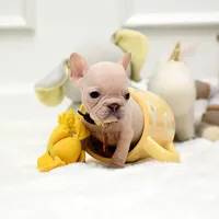 Puppy, a female French Bulldog for sale in Cumming, GA – Photo 8 of 8