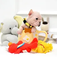 Puppy, a female French Bulldog for sale in Cumming, GA – Photo 4 of 8