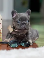 Female Blue Tan DOB 04.10.2026 | French bulldog puppy, a female French Bulldog for sale in Cumming, GA – 2 of 9