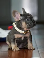 Male Blue Tan DOB 04.17.2026 | French bulldog puppy, a male French Bulldog for sale in Cumming, GA – 5 of 7