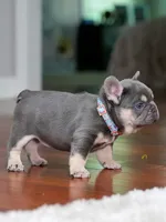 Male Lilac Tan DOB 04.10.2026 | French bulldog puppy, a male French Bulldog for sale in Cumming, GA – 10 of 10