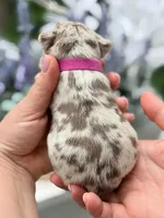 Female Isabella Rojo Merle DOB 04.27.2026 | French bulldog puppy, a female French Bulldog for sale in Cumming, GA – 4 of 6
