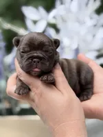 Female Chocolate DOB 04.27.2026 | French bulldog puppy, a female French Bulldog for sale in Cumming, GA – 6 of 8
