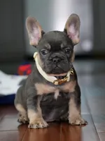 Male Blue Tan DOB 04.17.2026 | French bulldog puppy, a male French Bulldog for sale in Cumming, GA – 3 of 7