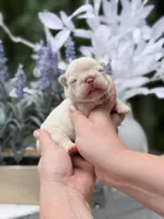 Female Cream DOB 04.27.2026 | French bulldog puppy, a female French Bulldog for sale in Cumming, GA – 6 of 7