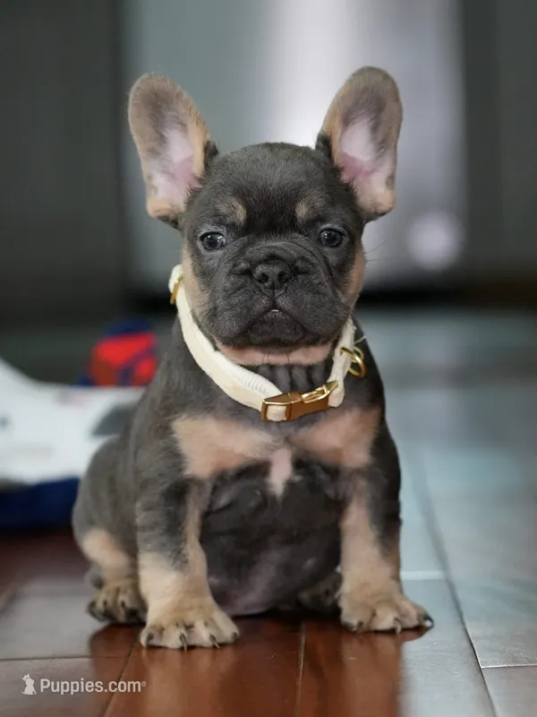 Male Blue Tan DOB 04.17.2026 | French bulldog puppy – French Bulldog puppy for sale in Cumming, GA