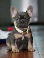Male Blue Tan DOB 04.17.2026 | French bulldog puppy, a male French Bulldog for sale in Cumming, GA – 1 of 7