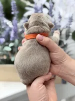 Female New Shade Tan Isabella DOB 04.27.2026 | French bulldog puppy, a female French Bulldog for sale in Cumming, GA – 4 of 7