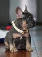 Male Blue Tan DOB 04.17.2026 | French bulldog puppy, a male French Bulldog for sale in Cumming, GA – 2 of 7