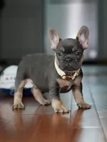 Male Blue Tan DOB 04.17.2026 | French bulldog puppy, a male French Bulldog for sale in Cumming, GA – 7 of 7
