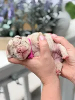 Female Isabella Rojo Merle DOB 04.27.2026 | French bulldog puppy, a female French Bulldog for sale in Cumming, GA – 6 of 6