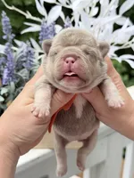 Female New Shade Tan Isabella DOB 04.27.2026 | French bulldog puppy, a female French Bulldog for sale in Cumming, GA – 6 of 7