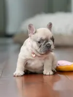  Female Fawn Merle DOB 03.22.2026 | French bulldog puppy, a female French Bulldog for sale in Cumming, GA – 5 of 10