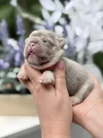 Female New Shade Tan Isabella DOB 04.27.2026 | French bulldog puppy, a female French Bulldog for sale in Cumming, GA – 7 of 7