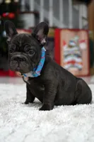 Puppy, a male French Bulldog for sale in Cumming, GA – Photo 8 of 10