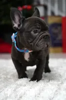 Puppy, a male French Bulldog for sale in Cumming, GA – Photo 1 of 10