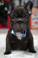 Puppy, a male French Bulldog for sale in Cumming, GA – Photo 7 of 10