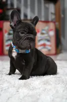 Puppy, a male French Bulldog for sale in Cumming, GA – Photo 9 of 10