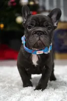 Puppy, a male French Bulldog for sale in Cumming, GA – Photo 2 of 10