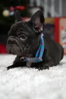 Puppy, a male French Bulldog for sale in Cumming, GA – Photo 10 of 10