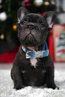 Puppy, a male French Bulldog for sale in Cumming, GA – Photo 3 of 10