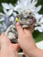 Female Lilac Merle DOB 04.27.2026 | French bulldog puppy, a female French Bulldog for sale in Cumming, GA – 5 of 6